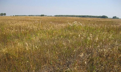 Ответит за заросшую пашню?