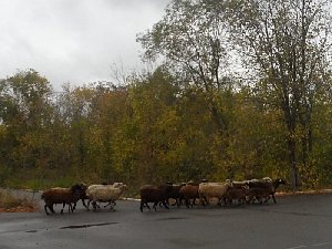 Кто ответит за коз в парке Победы села Фершампенуаз? 
